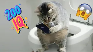 The World's Funniest and Smartest Cat with IQ 300 😂 Funniest Cat Ever!