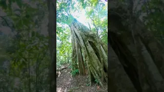 Climbing up a hollow strangler fig in Costa Rica