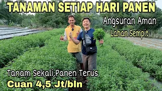 Tanam Sekali Panen Setiap Hari