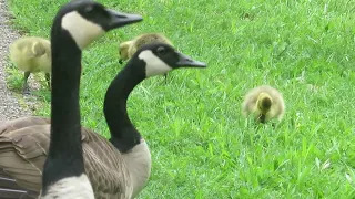 Feeding Time