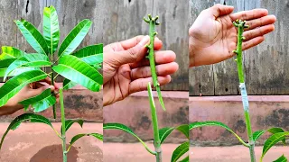 Mango grafting technique | mango side grafting | how to graft mango tree