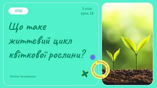 Що таке життєвий цикл квіткової рослини?