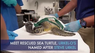 Rescued sea turtle released after losing flipper due to fishing line entanglement