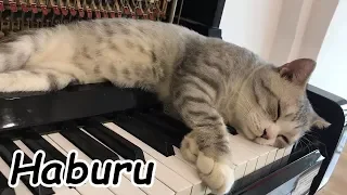 Daybreak for meow by Dimash Kudaibegenov | A Piano Music Worth Listening