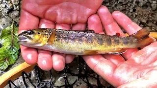 Fly Fishing Brown and Rainbow Trout in a Small Mountain Stream | Arizona