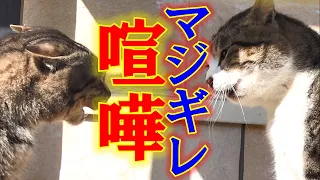 猫の喧嘩に遭遇！すさまじい鳴き声でマジギレ激怒する猫！ Encounter a cat quarrel! This cat gets really angry in Tremendous cry!!