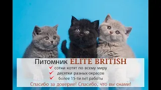 Профессиональный питомник британских кошек и котят ELITE BRITISH.