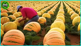 The Most Modern Agriculture Machines That Are At Another Level , How To Harvest Pumkins In Farm ▶12