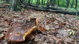 в Обід до Лісу.. Білий Гриб .. 16.06.2023 після Зливи кайфуєм коли є що Збирати...