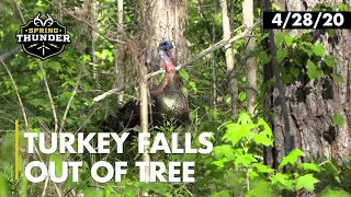 Craziest Turkey Hunt Ever | Longbeard Falls Out of the Tree | Realtree Spring Thunder