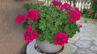 How to grow healthy and lush geraniums?