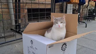 Sweet cat built himself a house out of cardboard boxes.