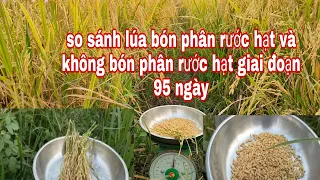 So sánh lúa om18 bón phân rước hạt có tăng năng suất và nặng ký không