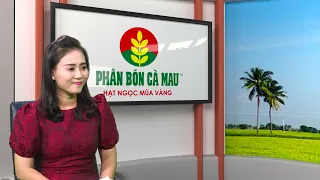 Giải Pháp Canh Tác Hiệu Quả Và Hạn Chế Đổ Ngã Cho Cây Lúa Vụ Hè Thu