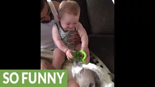 Baby hysterically laughter is extremely contagious