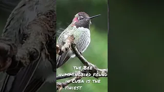 Beutifull hummingbird fact!! #short #shorts