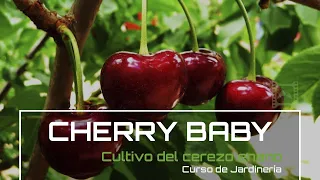 Consejos para CULTIVAR un 🌳 CEREZO ENANO 🍒 CHERRY BABY [v76] Curso básico de Jardinería | LdN