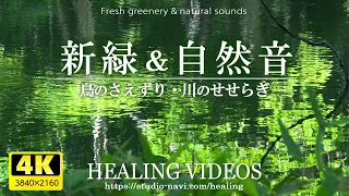 [ASMR] Healing - Fresh greenery, birds, and the sound of the murmuring river will soothe you.