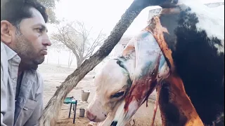 helping a cow giving birth to twins || cow give birth to twins || Mein or Mera Punjab