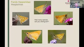 Identify butterflies: butterfly families and common species