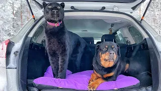 Luna the panther & rottweiler Venza 🐆🐕 explore a new island 🌴🌴🌴