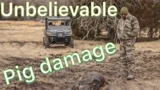 Unbelievable Pig Damage