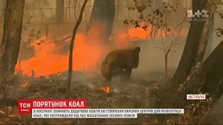 Фонд зі збирання коштів для постраждалих від лісових пожеж тварин створили в Австралії