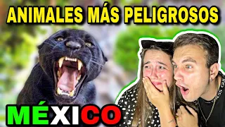 🇪🇸 REACCIÓN a ANIMALES MÁS PELIGR0S0S de MÉXICO 🇲🇽 **esto existe?!**