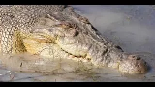 Saltwater Crocodile Jumping for Hat