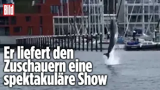 Einsamer Delfin verirrt sich nach Travemünde