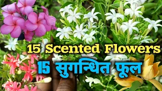 Top 15 Fragrant/ Scented/ Aromatic Flower Plants in India 15 खुसबूदार सुगंधित फूल घर महक उठेगा