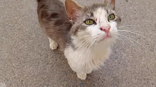 A stray cat with scars on its face didn't stop jumping and rolling when it saw me