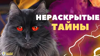 КТО ТАКИЕ КОШКИ НА САМОМ ДЕЛЕ? КАК ОНИ ИСЦЕЛЯЮТ ЧЕЛОВЕКА?