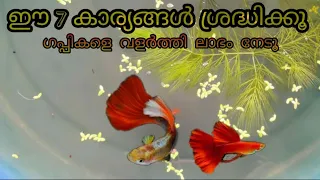 ഈ 7 കാര്യങ്ങൾ ശ്രദ്ധിക്കൂ| guppy fish breeding & caring tips| beginners guide malayalam