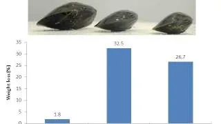 The biology of blue mussels