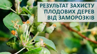 Результат застосування стимулятора росту - для захисту плодових дерев від заморозків