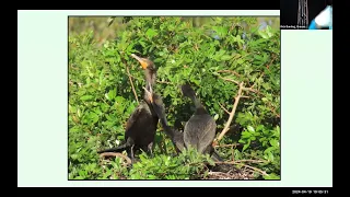 Rick Bunting Florida Birds 2024April19