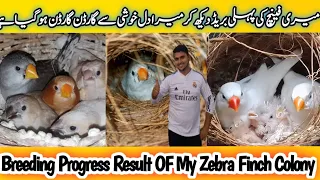 Zebra Finch 1st Progress In My New Setup | Thanks Of My Dear ALLAH | MashaALLAH I Am Very Happy 😜❤