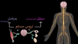 Nervous system | Control & Coordination | Biology | Khan Academy Urdu