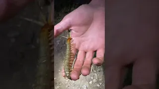 Centipedes Do Bite Me Sometimes