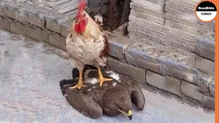 Rooster Shows The Eagle Who’s The Boss