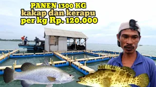 awalnya cuma tukang perahu kini kelola 20 keramba ikan kerapu dan kakap putih | 1300kg setiap panen