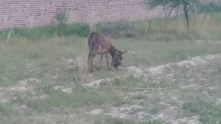 How to eat grass donkey in my village