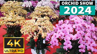 【4K Orchid】Collection of the most beautiful Phalaenopsis orchids in the world |Orchid Show 2024