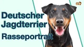 Deutscher Jagdterrier im Rasseportrait: Weißt du alles über diesen Jagdhund als Hunderasse?