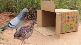 How To Make A Trap  To Catch Many Birds Using Cardboard Box And Deep Hole - Easy Unique Bird Trap