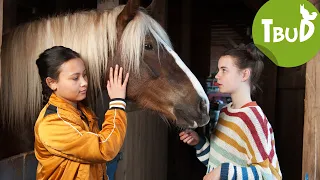 Pferdeschmerz (Folge 85) | Tiere bis unters Dach | SWR Plus