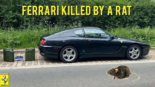 My Ferrari Was Eaten By A Rat - Causing Thousands In Damages