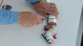 Using Cut Ladyfish in the Florida Everglades for BIG SNOOK