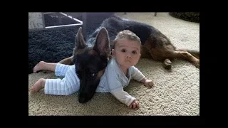 Dogs Protects Babies and Kids Compilation 2018 - The best Protection Dogs